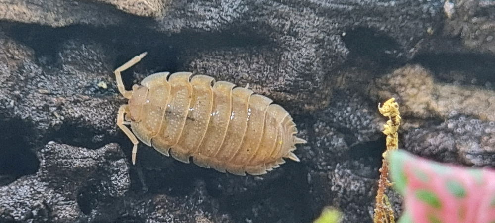 Isopods