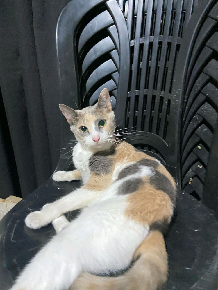 Miren mi gatita hermosaaa