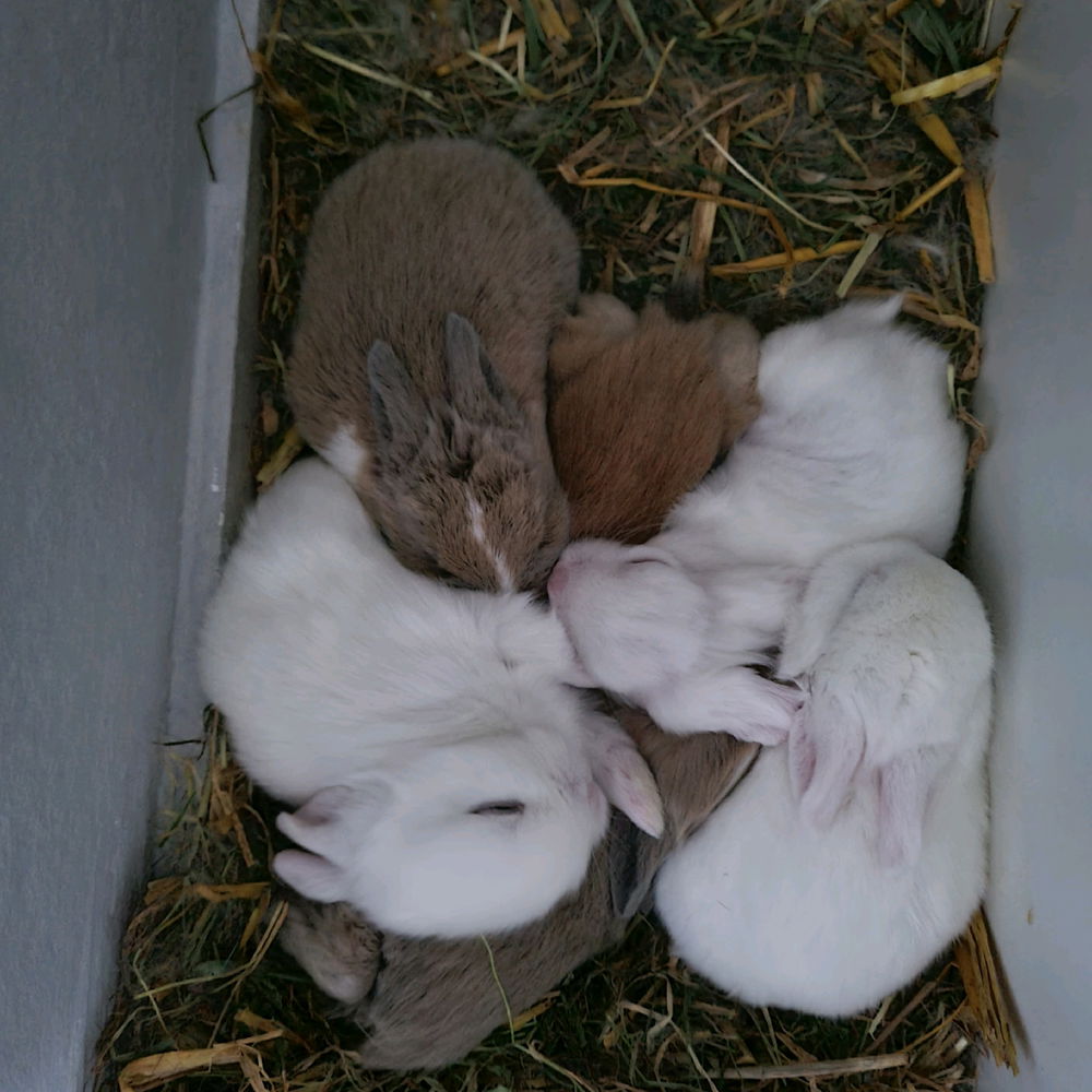 🐇