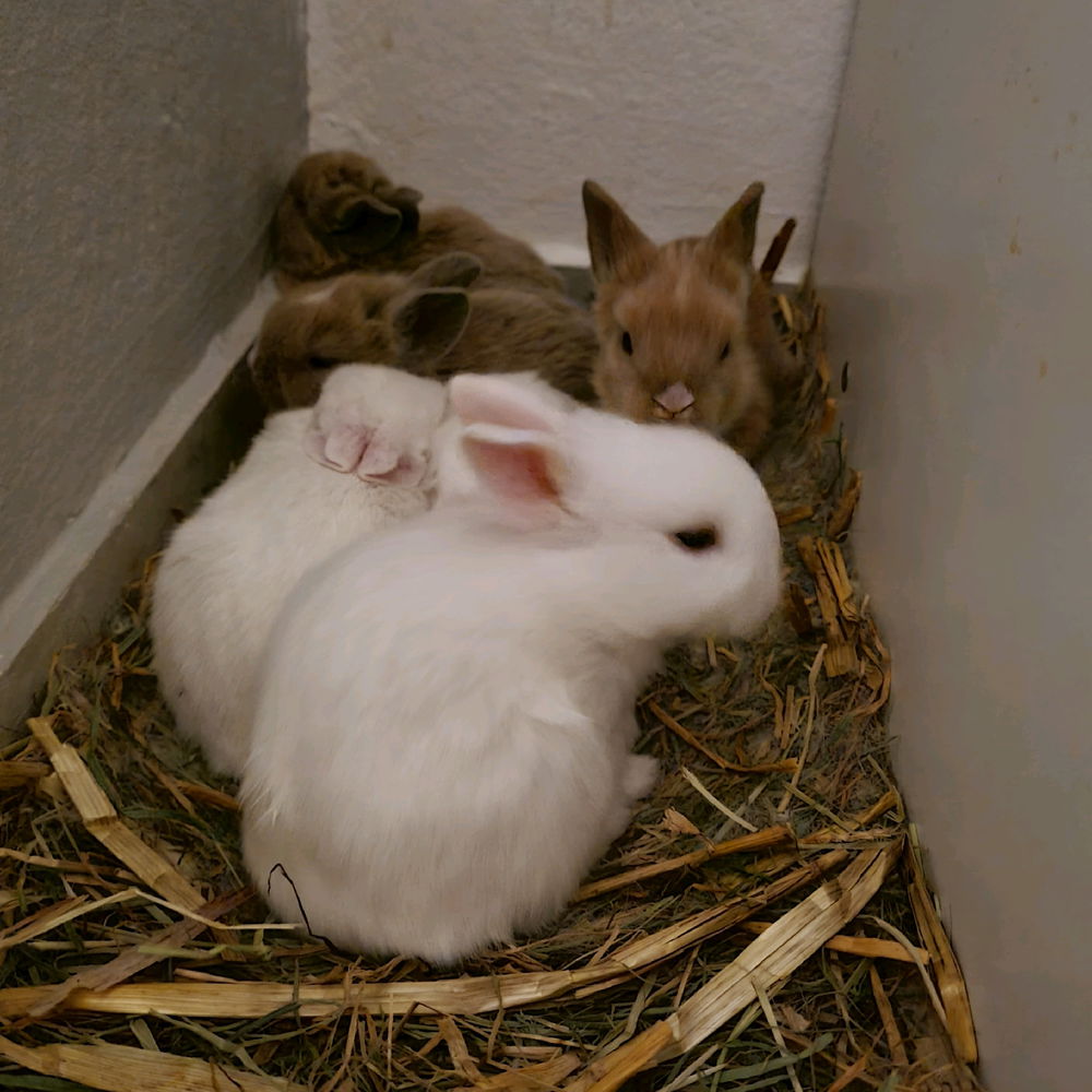 🐇