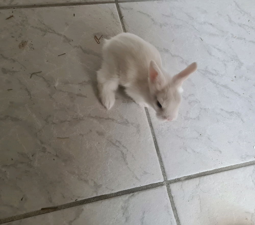 🐇