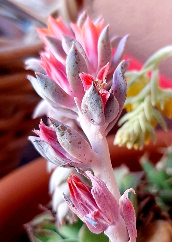 Demogorg..flower