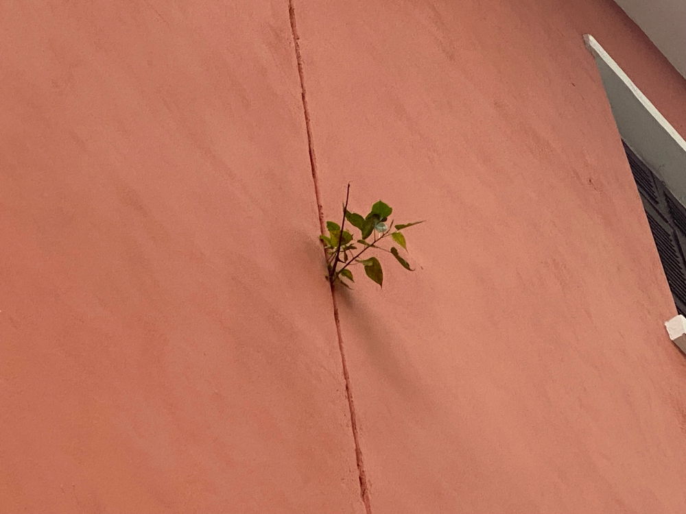 sapling