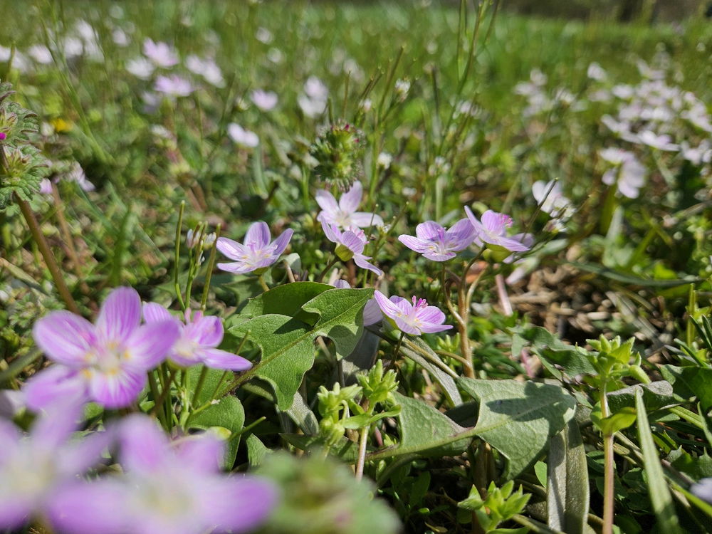 Spring Photo Dump 2