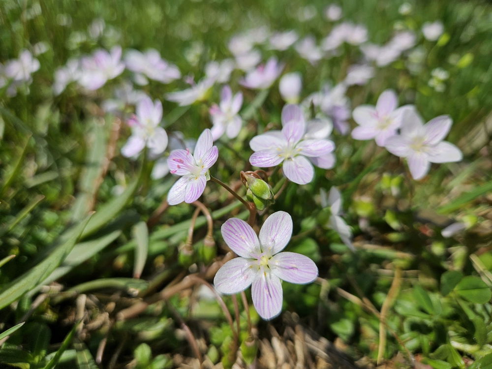 Spring Photo Dump 2