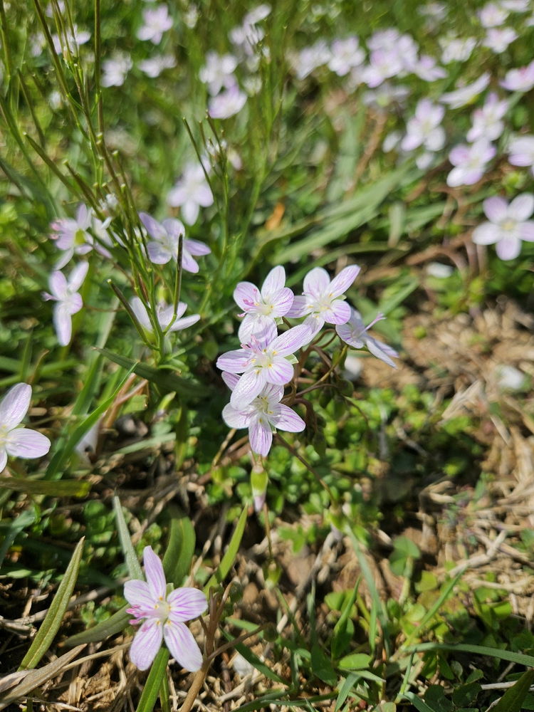Spring Photo Dump 2