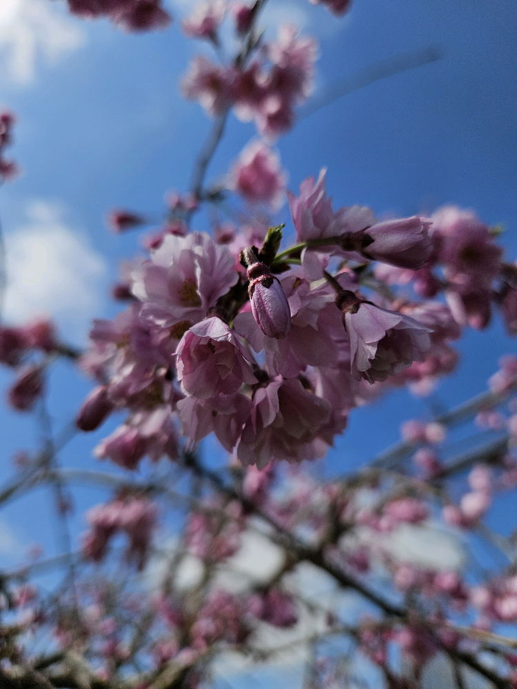 Spring Photo Dump 2