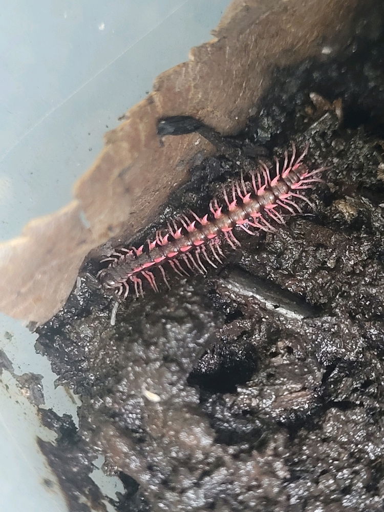 Pink Dragon Millipede