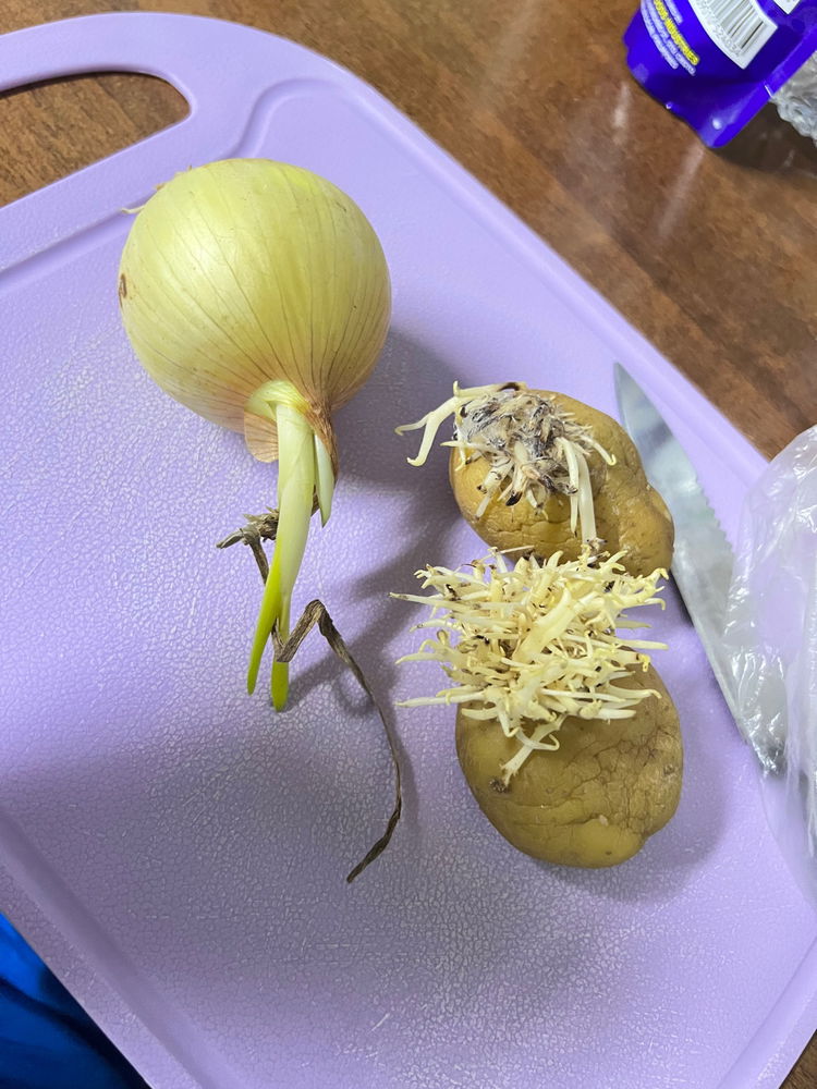 When you haven’t cooked for a while so you didn’t know you are already growing a garden in your refrigerator 😂
#onion #potato