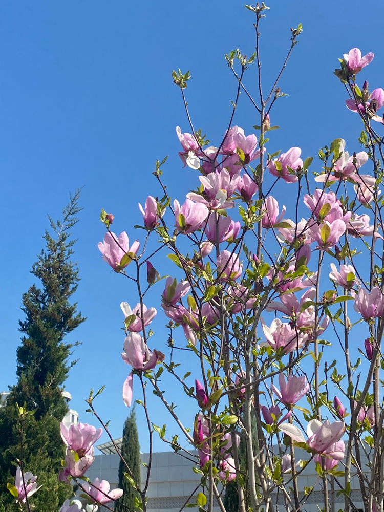 Spring