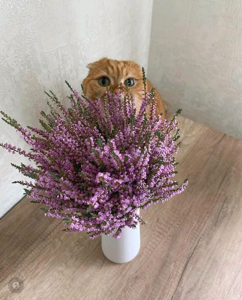 😻