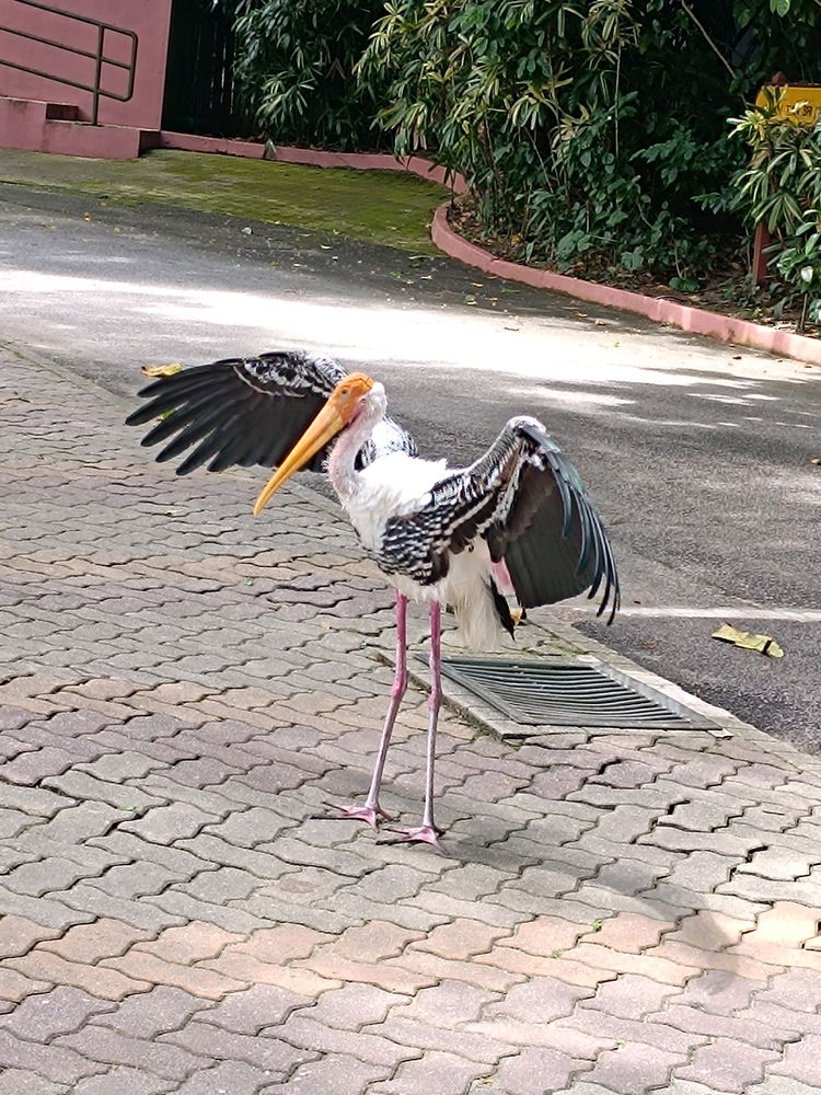 cool local zoo..