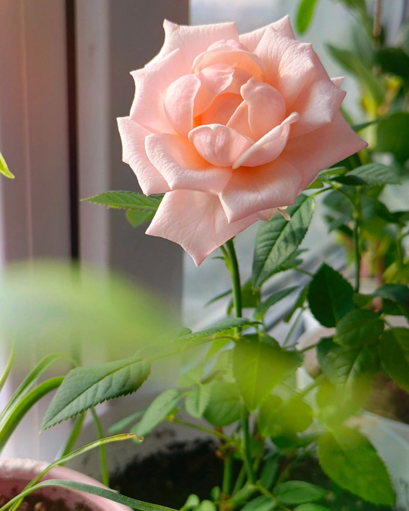 My rose