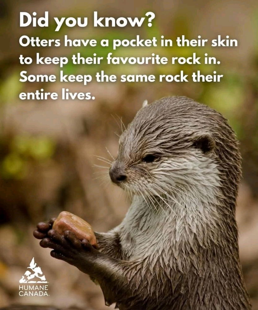 The Otter is a Hippie!