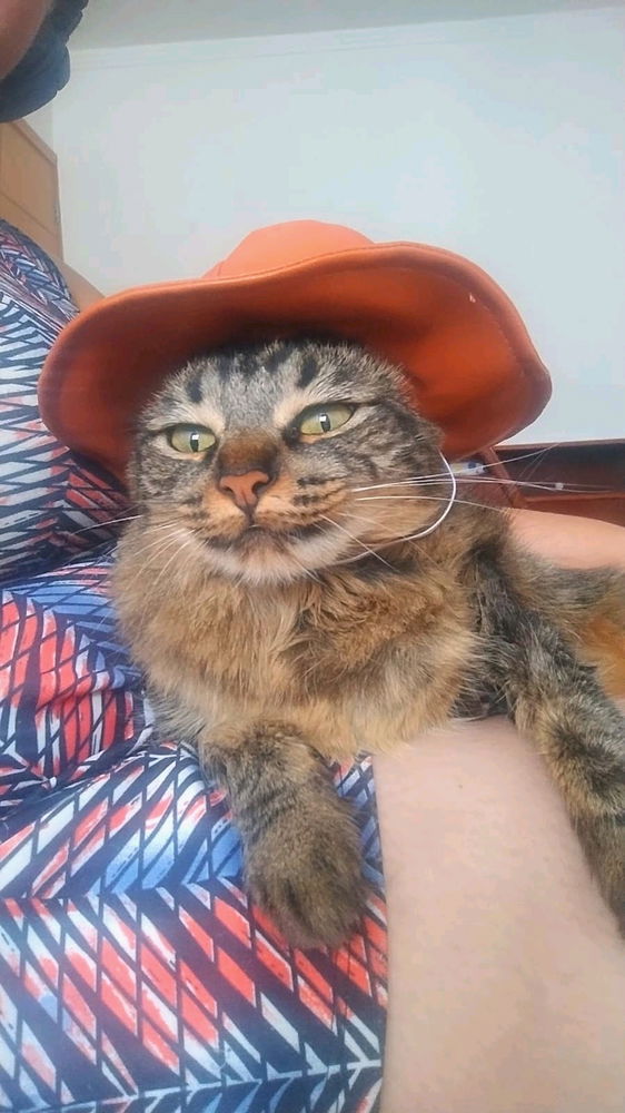 Minha cobaia oficial de chapéus