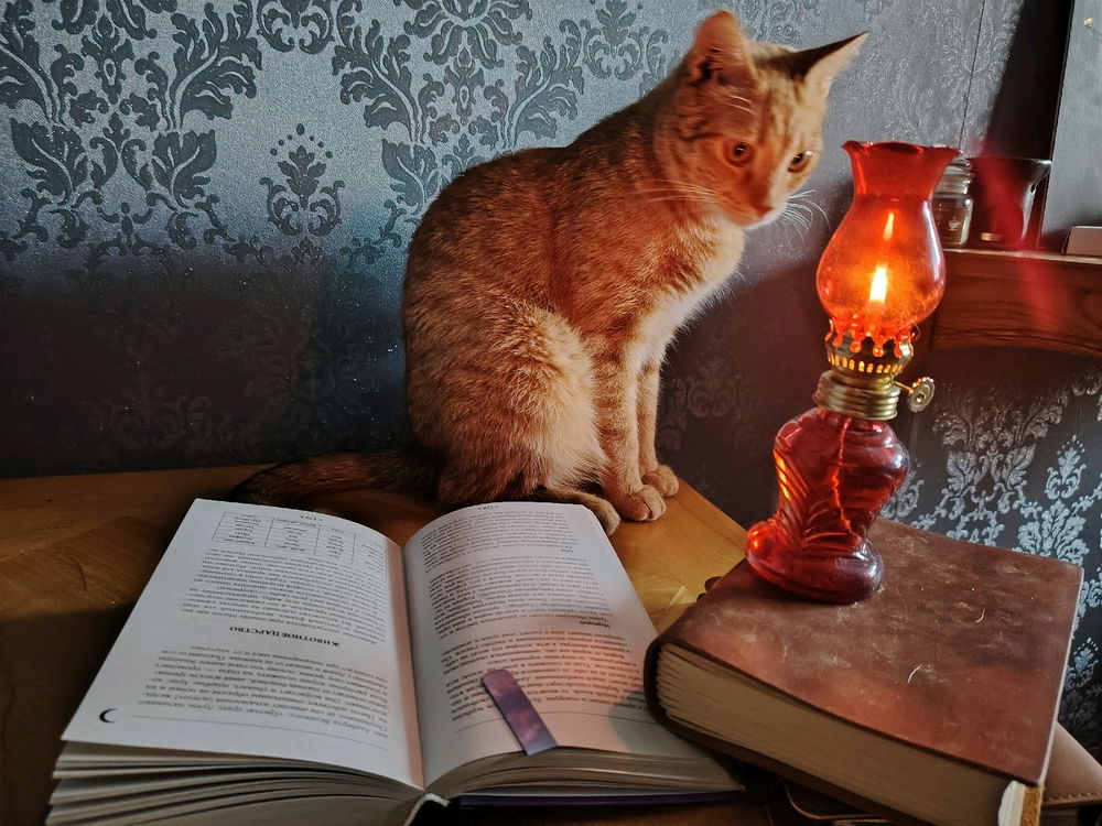 Кот читает папюса про животное царство.