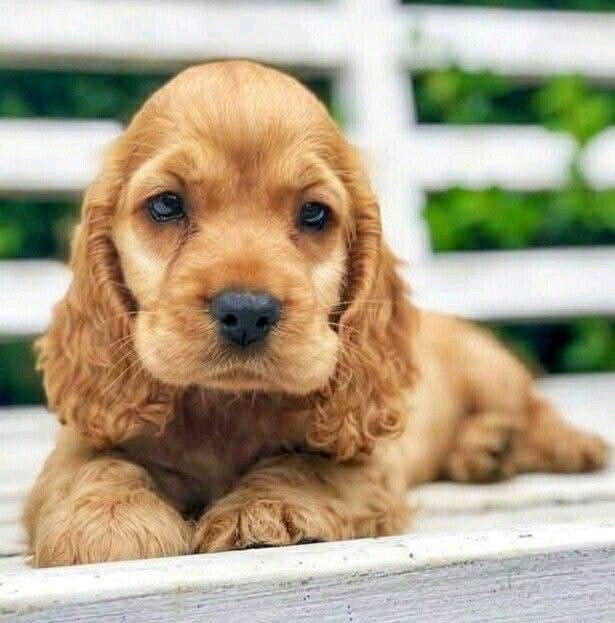 UN MARAVILLOSO SALUDOS PARA LOS AMIGOS PELOSITOS🐶🐶