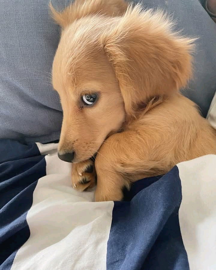 UN MARAVILLOSO SALUDOS PARA LOS AMIGOS PELOSITOS🐶🐶