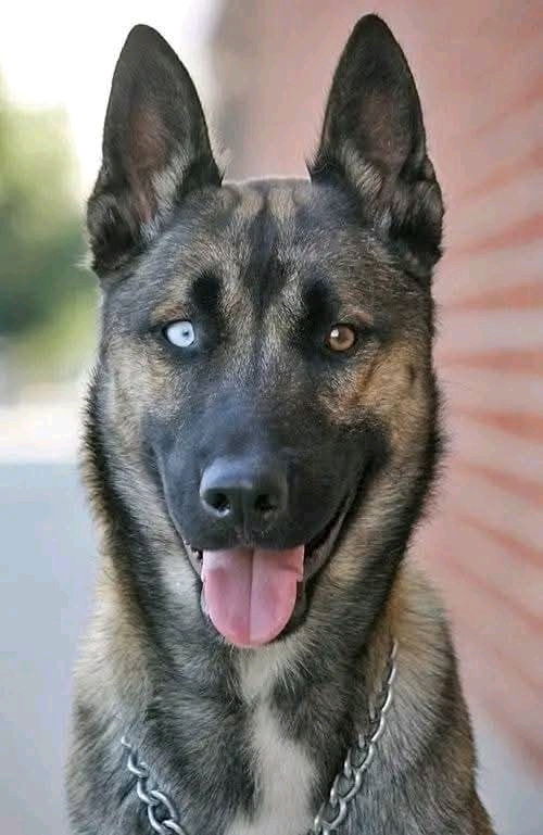 UN MARAVILLOSO SALUDOS PARA LOS AMIGOS PELOSITOS🐶🐶