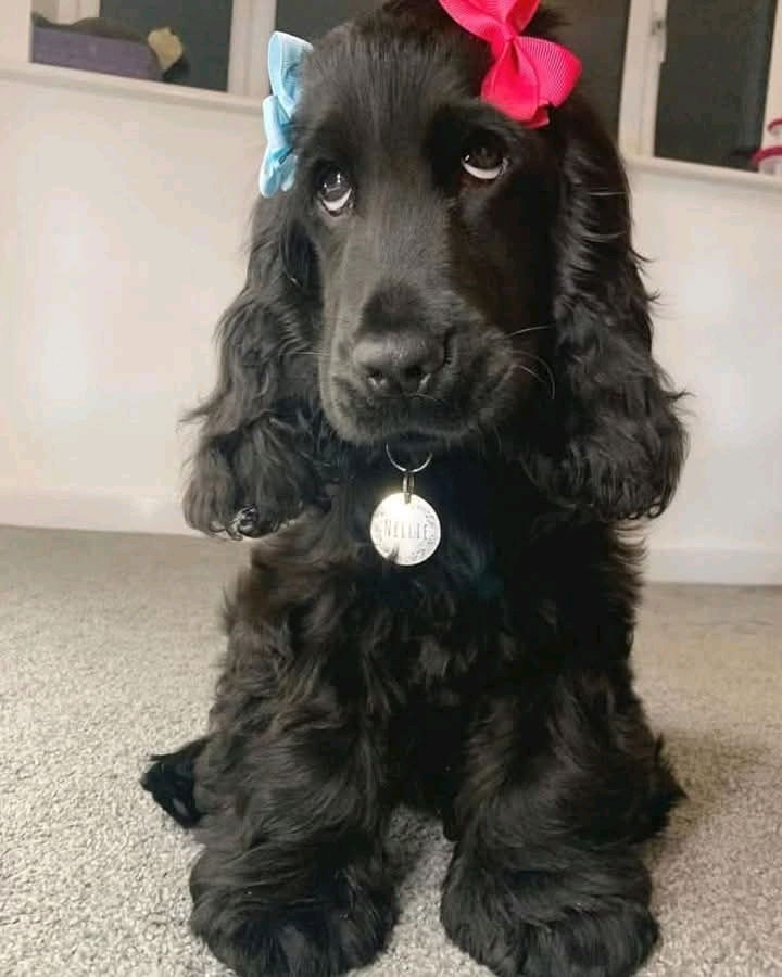 UN MARAVILLOSO SALUDOS PARA LOS AMIGOS PELOSITOS🐶🐶
