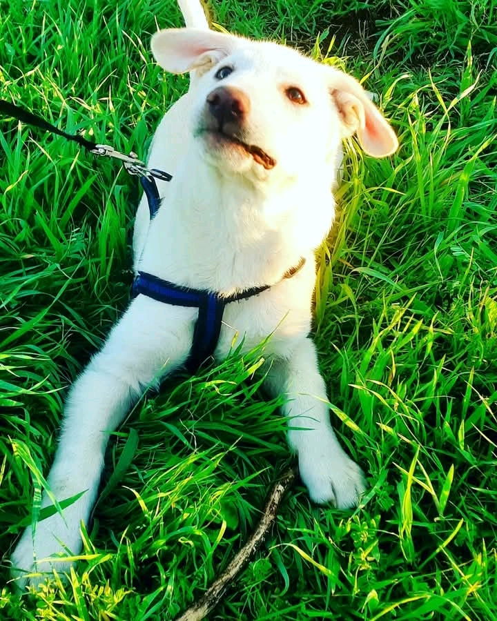 UN MARAVILLOSO SALUDOS PARA LOS AMIGOS PELOSITOS🐶🐶