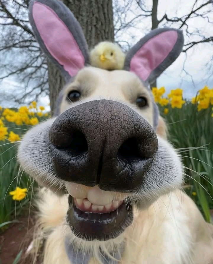 UN MARAVILLOSO SALUDOS PARA LOS AMIGOS PELOSITOS🐶🐶
