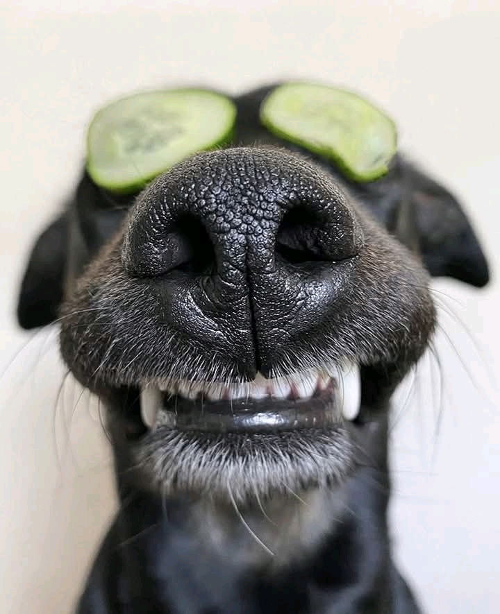 UN MARAVILLOSO SALUDOS PARA LOS AMIGOS PELOSITOS🐶🐶