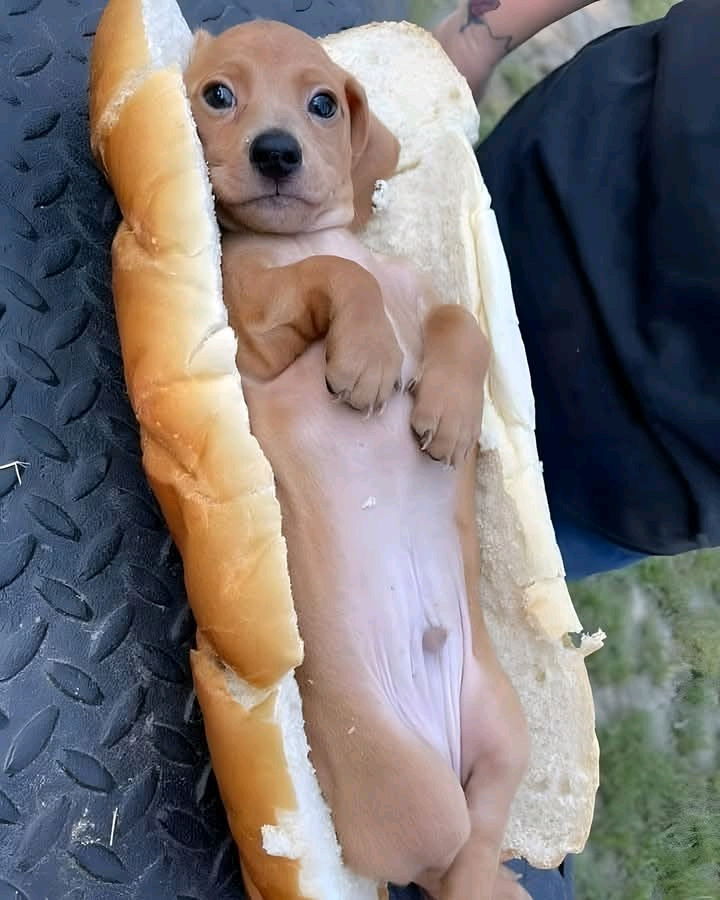 UN MARAVILLOSO SALUDOS PARA LOS AMIGOS PELOSITOS🐶🐶