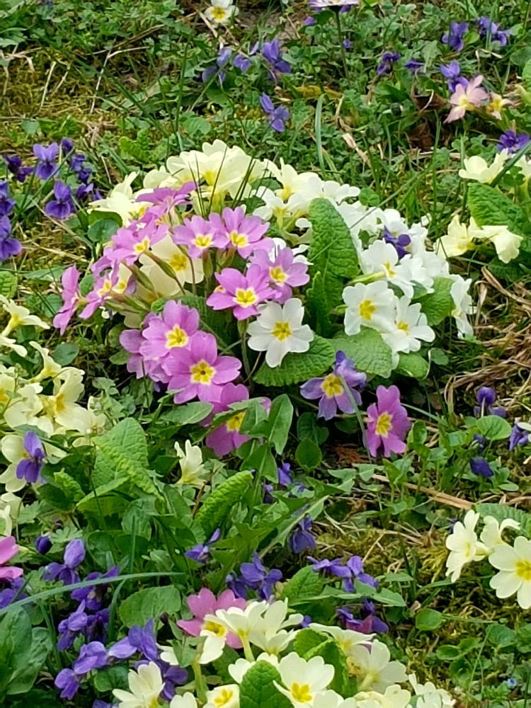 My spring flowers are having a colorful party in the garden.