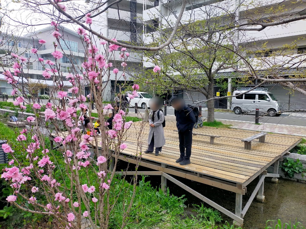 花桃と「崇仁テラス」(京都市)