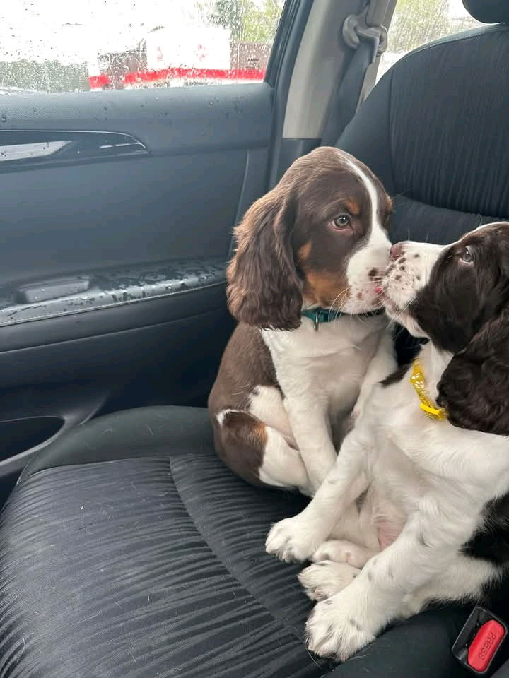 Buongiorno e buon giovedì a tutti 🤩🤩🤩💗💗💗🍀🍀🍀🍀🐶🐶🐕‍🦺🐕‍🦺🌹🌹🌹