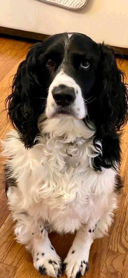 Buongiorno e buon giovedì a tutti 🤩🤩🤩💗💗💗🍀🍀🍀🍀🐶🐶🐕‍🦺🐕‍🦺🌹🌹🌹