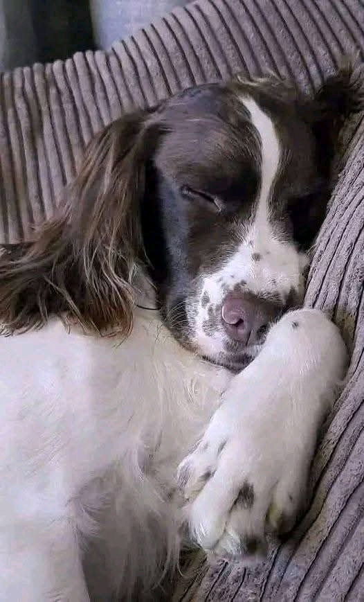 Buongiorno e buon giovedì a tutti 🤩🤩🤩💗💗💗🍀🍀🍀🍀🐶🐶🐕‍🦺🐕‍🦺🌹🌹🌹