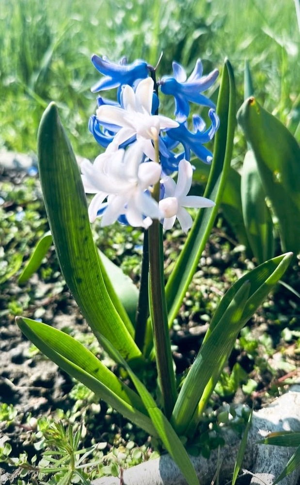 È primavera...
