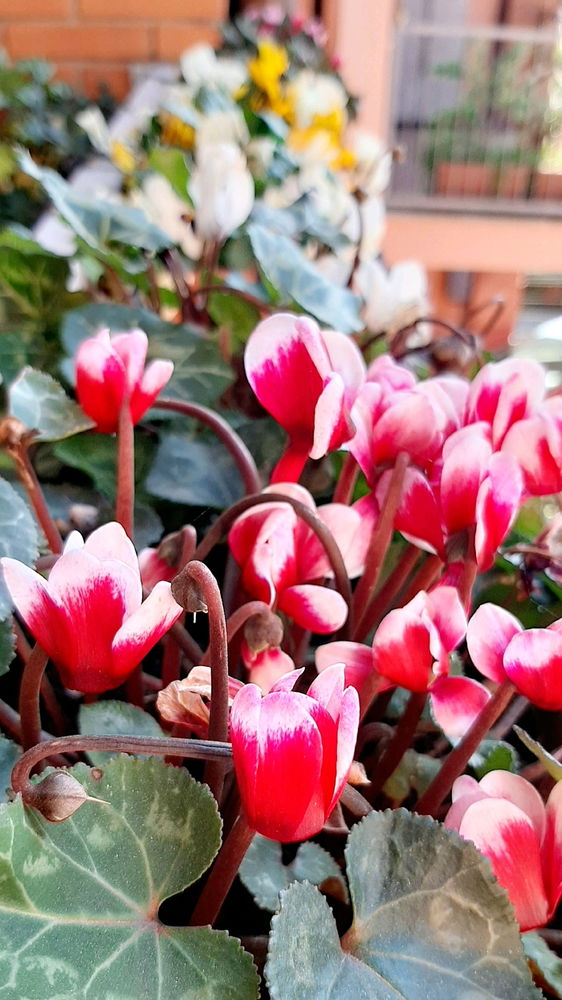 Aprile
