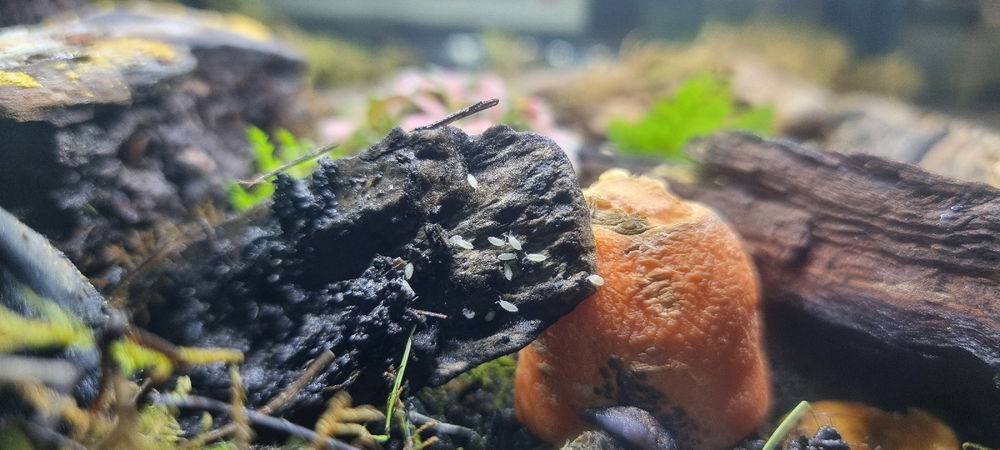 Day old Isopods