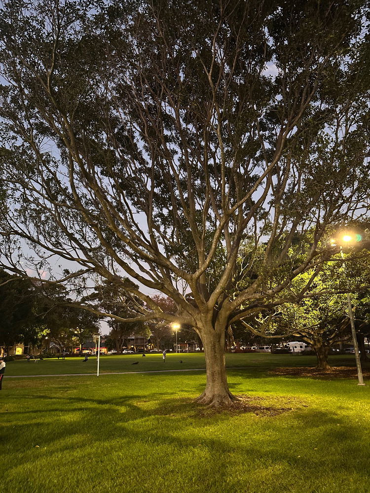 I went to the dog park just to swoon over some dogs and this tree.. ❤️