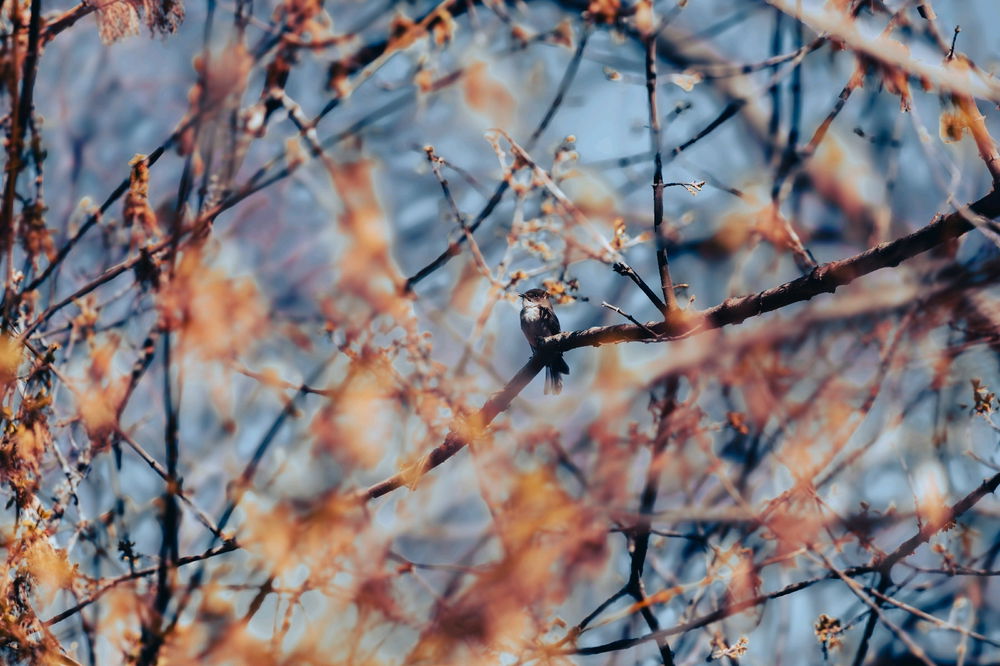 Bird within the blossom