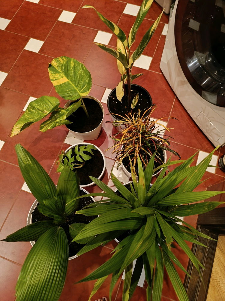 why I love traveling...for the opportunity to add to my collection of house plants...I hope that all the plants will like the new conditions...I promise to love them tenderly and welcome them warmly.