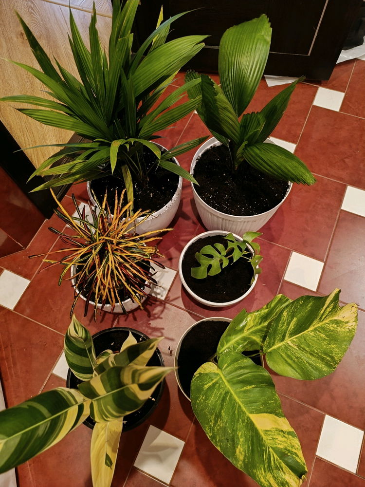 why I love traveling...for the opportunity to add to my collection of house plants...I hope that all the plants will like the new conditions...I promise to love them tenderly and welcome them warmly.