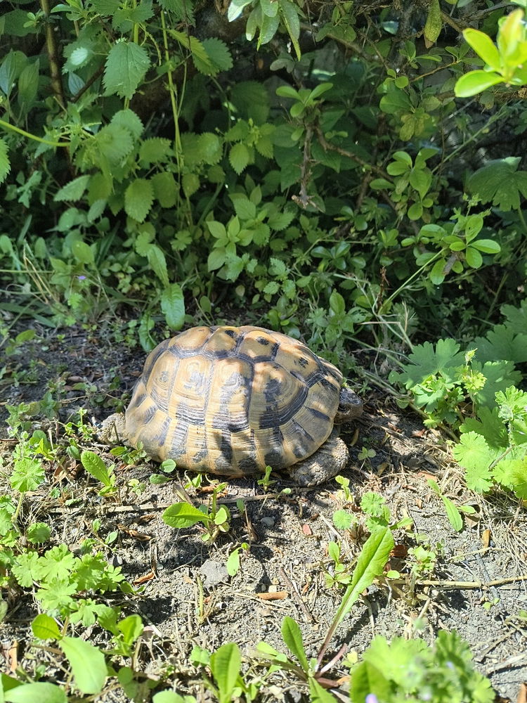 si è svegliata 🤗🐢