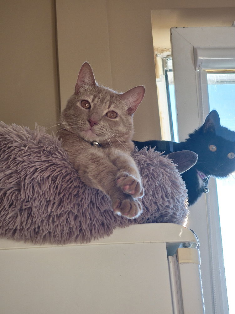 I'm photogenic just as my black cat is🤣