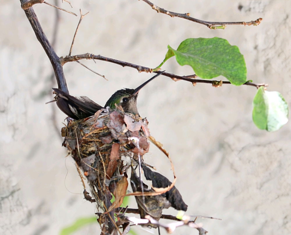 Colibrí