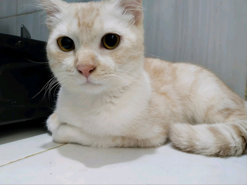 Kucing