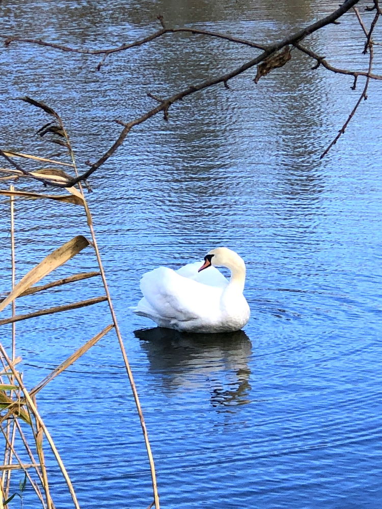 Навіть посеред хаосу світ може виглядати так спокійно 🦢