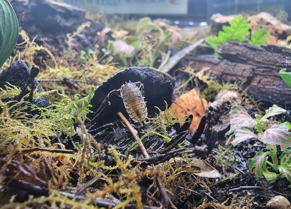 My first hybrid colour isopod.