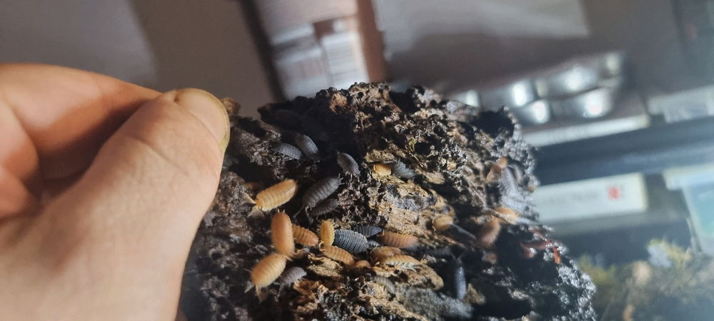 Isopod hoarde