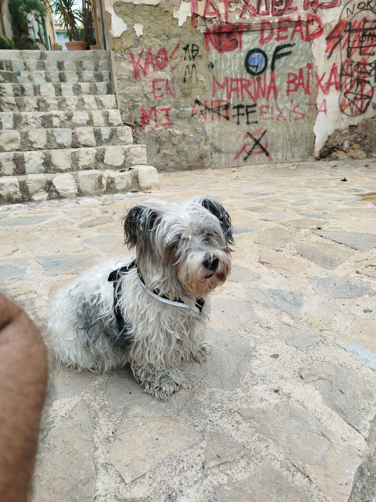 Afeita