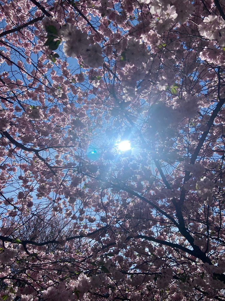 Nádhera 🥰 ještě tak přibližně dva týdny zpět jsem se na rozkvetlé sakury musela jet podívat do Turnova, ale dnes jsou rozkvetlé i u nás v Jablonci nad Nisou 😊 kdo to máte kousek určitě se přijeďte podívat a posedět na lavičce pod těmito krásnými stromy 😊