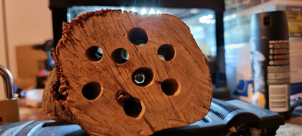 Holetel Isopoda